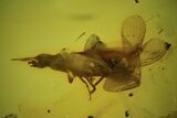 Detailed Fossil Termite (Isoptera) In Baltic Amber #102739-1